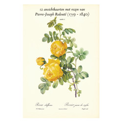 Muldershouse|Redouté - 1