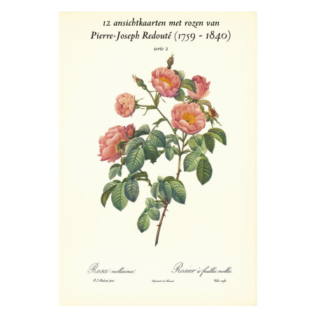 Muldershouse|Redouté - 2