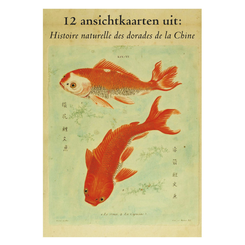 Muldershouse|Histoire naturelle des dorades de la Chine