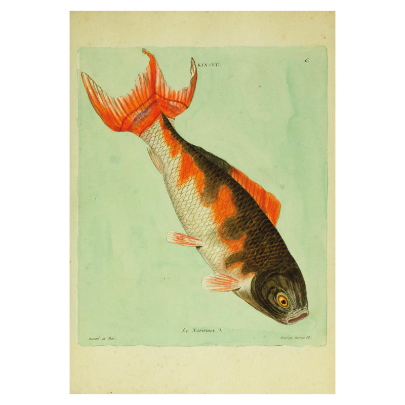 Muldershouse | Histoire naturelle des dorades de la Chine