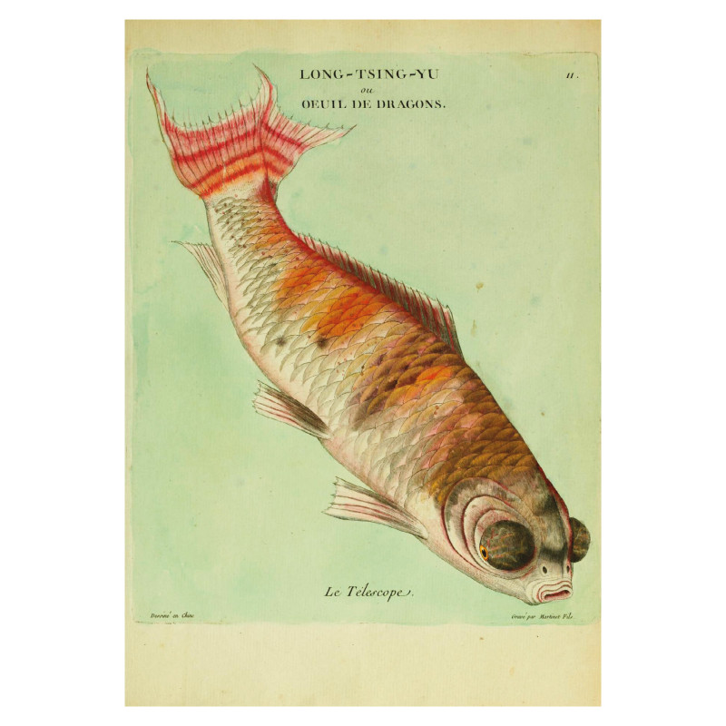 Muldershouse | Histoire naturelle des dorades de la Chine
