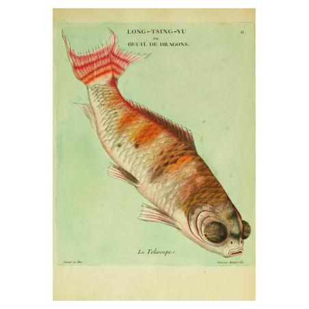Muldershouse | Histoire naturelle des dorades de la Chine