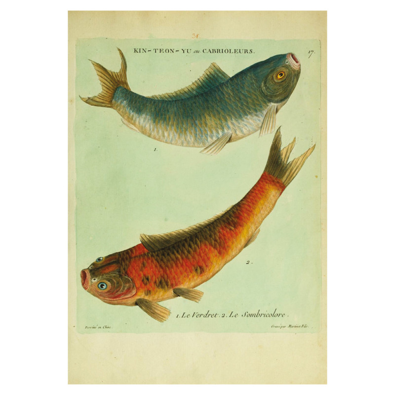 Muldershouse | Histoire naturelle des dorades de la Chine