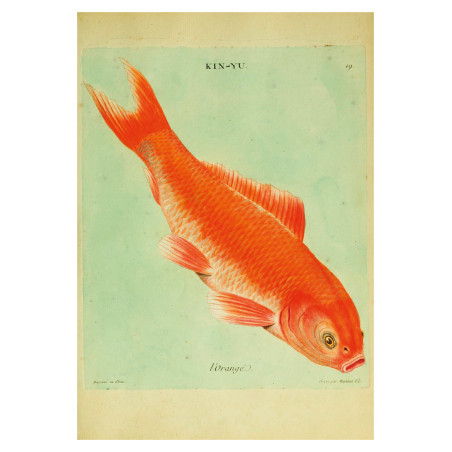 Muldershouse | Histoire naturelle des dorades de la Chine