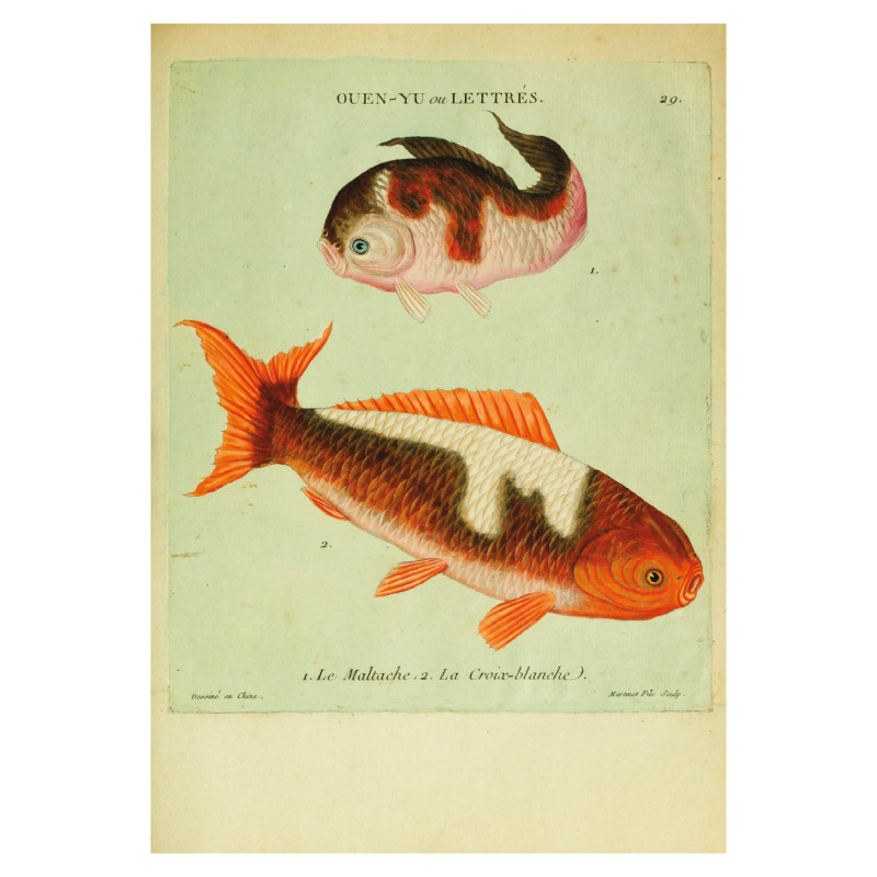 Muldershouse | Histoire naturelle des dorades de la Chine