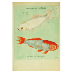 Muldershouse | Histoire naturelle des dorades de la Chine