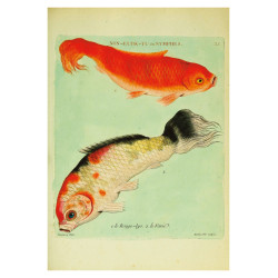 Muldershouse | Histoire naturelle des dorades de la Chine