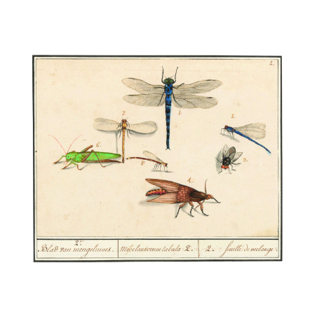 Muldershouse | Insecten