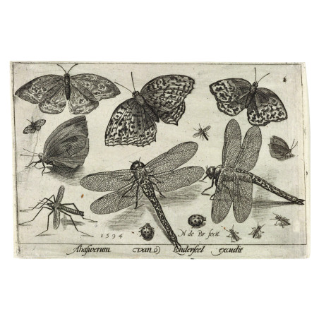 Muldershouse | Insecten