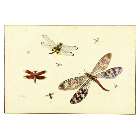 Muldershouse | Insecten