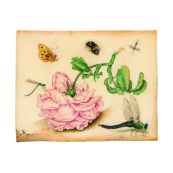 Muldershouse | Insecten
