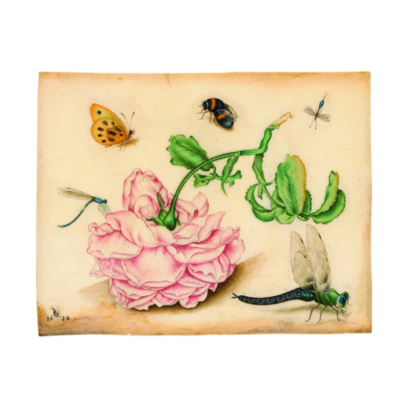 Muldershouse | Insecten