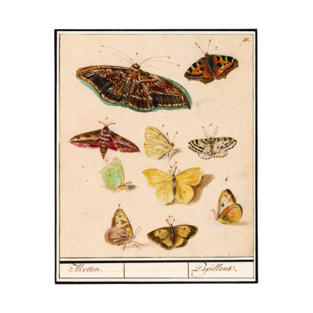 Muldershouse | Insecten