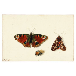 Muldershouse | Insecten