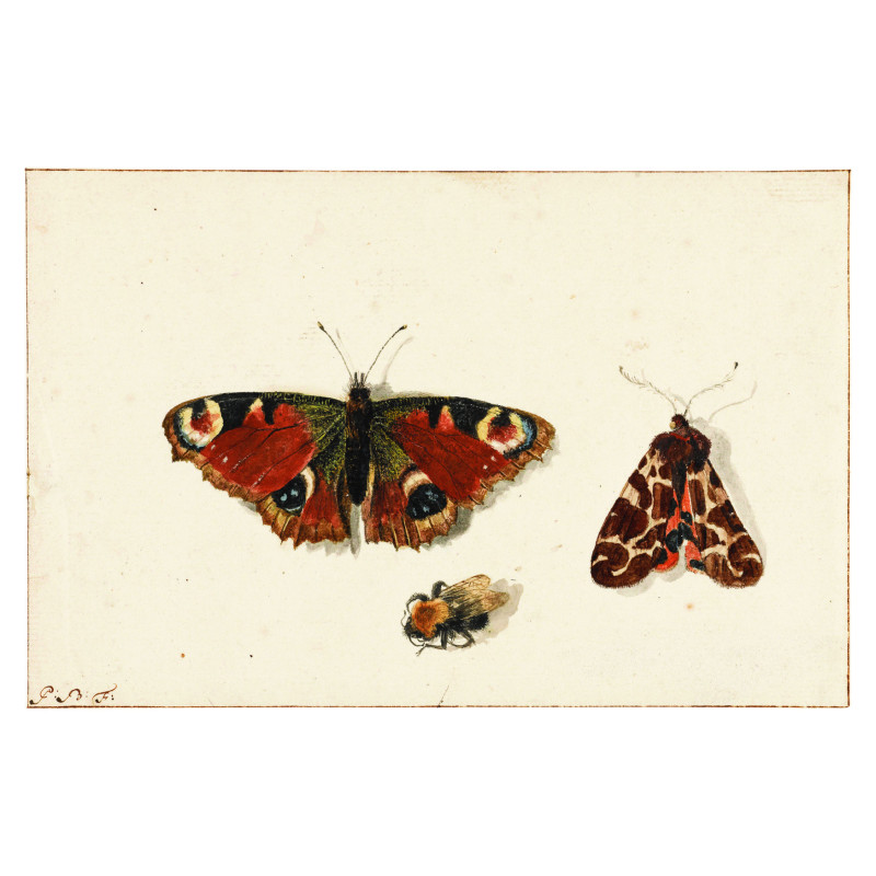 Muldershouse | Insecten
