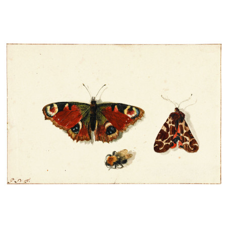 Muldershouse | Insecten