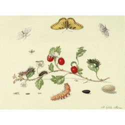 Muldershouse | Merian - 1