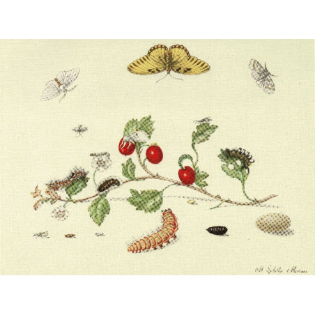 Muldershouse | Merian - 1
