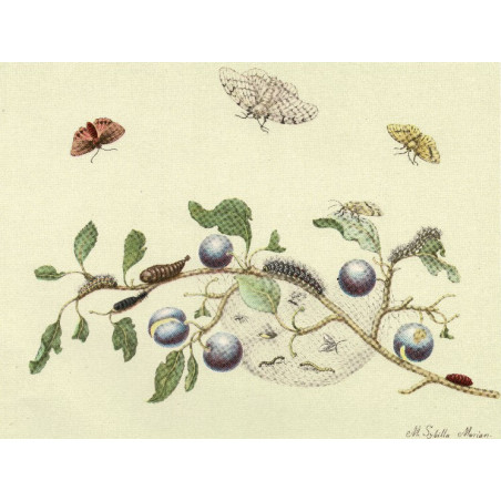 Muldershouse | Merian - 1