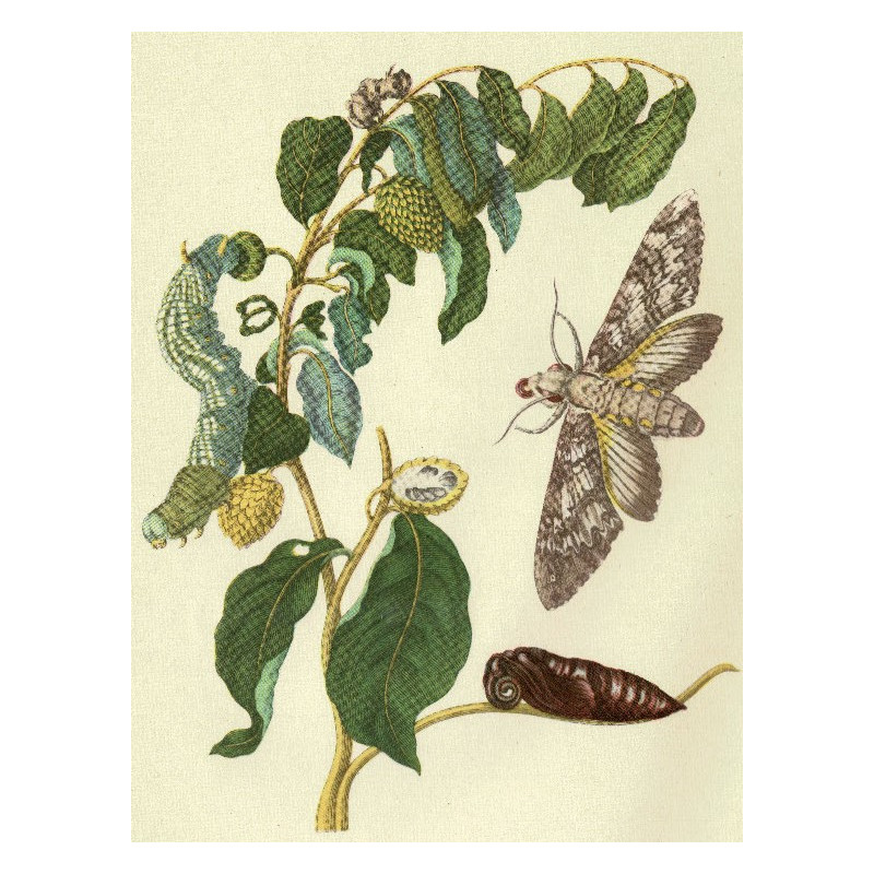 Muldershouse | Merian - 1
