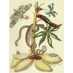 Muldershouse | Merian - 1