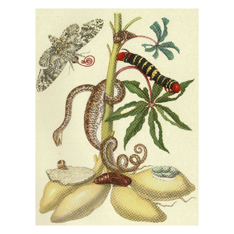 Muldershouse | Merian - 1