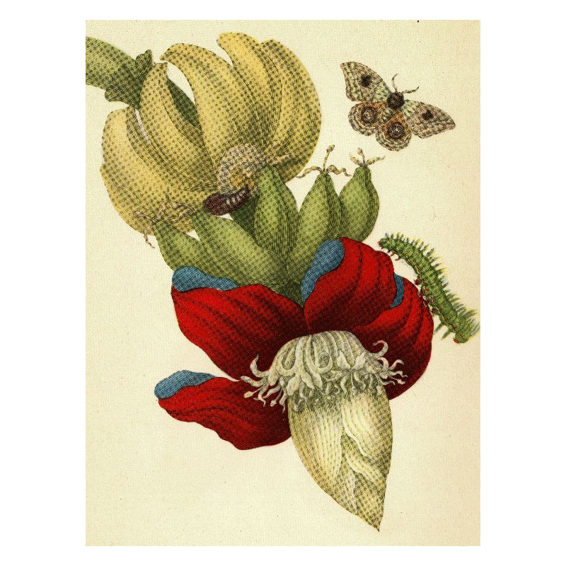 Muldershouse | Merian - 1