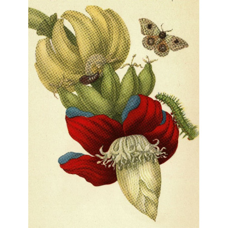 Muldershouse | Merian - 1