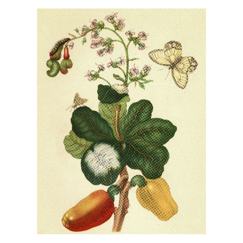 Muldershouse | Merian - 1