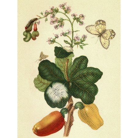 Muldershouse | Merian - 1