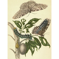Muldershouse | Merian - 1