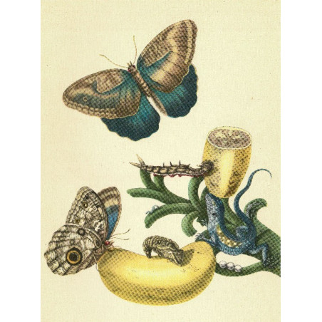 Muldershouse | Merian - 1