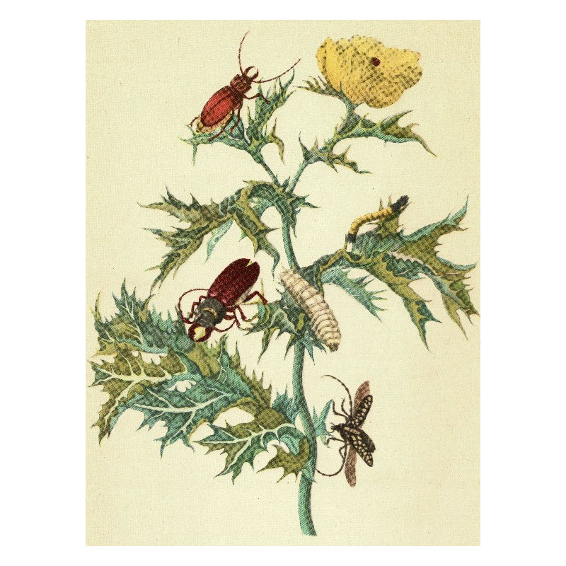 Muldershouse | Merian - 1