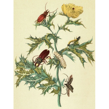 Muldershouse | Merian - 1