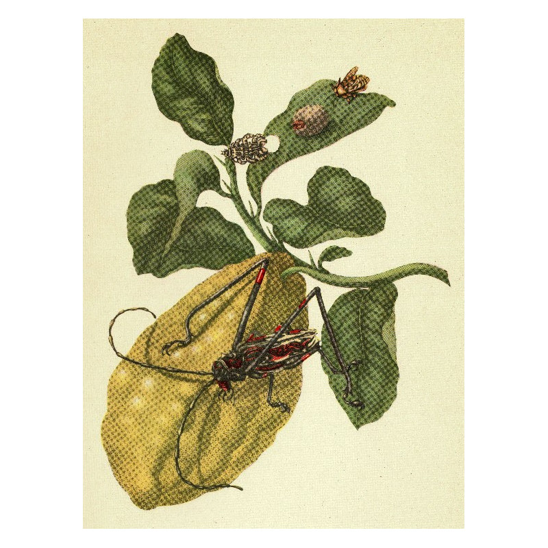 Muldershouse | Merian - 1