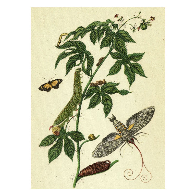Muldershouse | Merian - 1