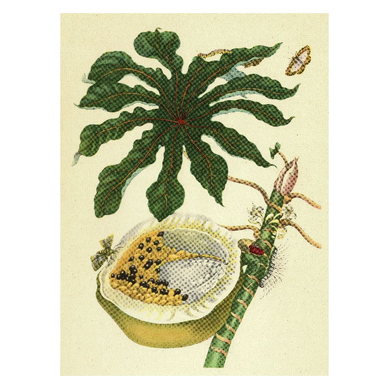 Muldershouse | Merian - 1