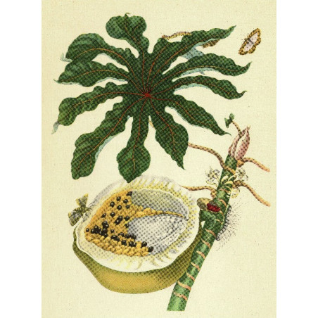 Muldershouse | Merian - 1