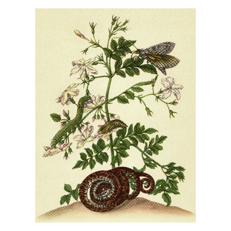 Muldershouse | Merian - 2