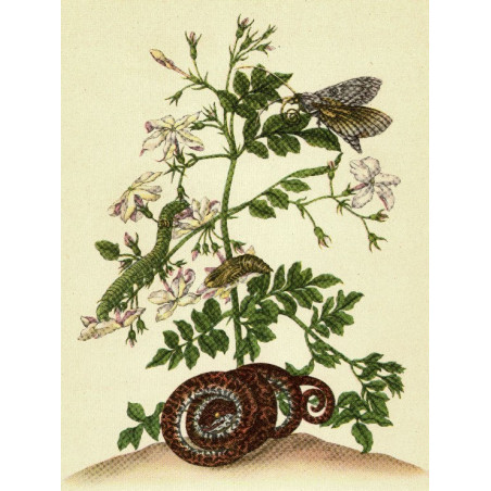Muldershouse | Merian - 2