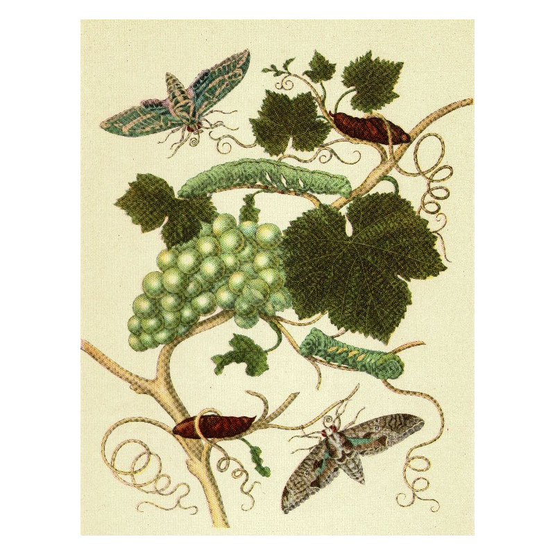 Muldershouse | Merian - 2