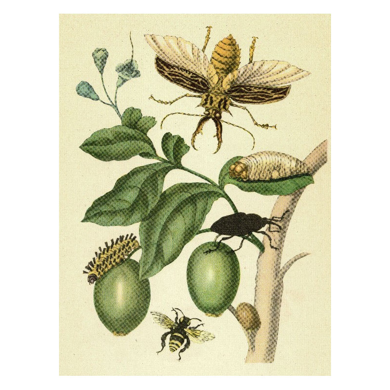 Muldershouse | Merian - 2