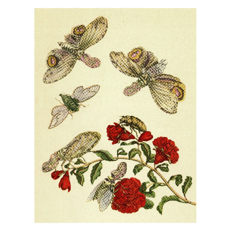 Muldershouse | Merian - 2