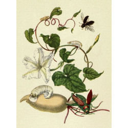 Muldershouse | Merian - 2