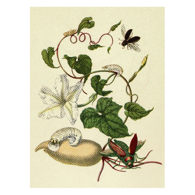 Muldershouse | Merian - 2
