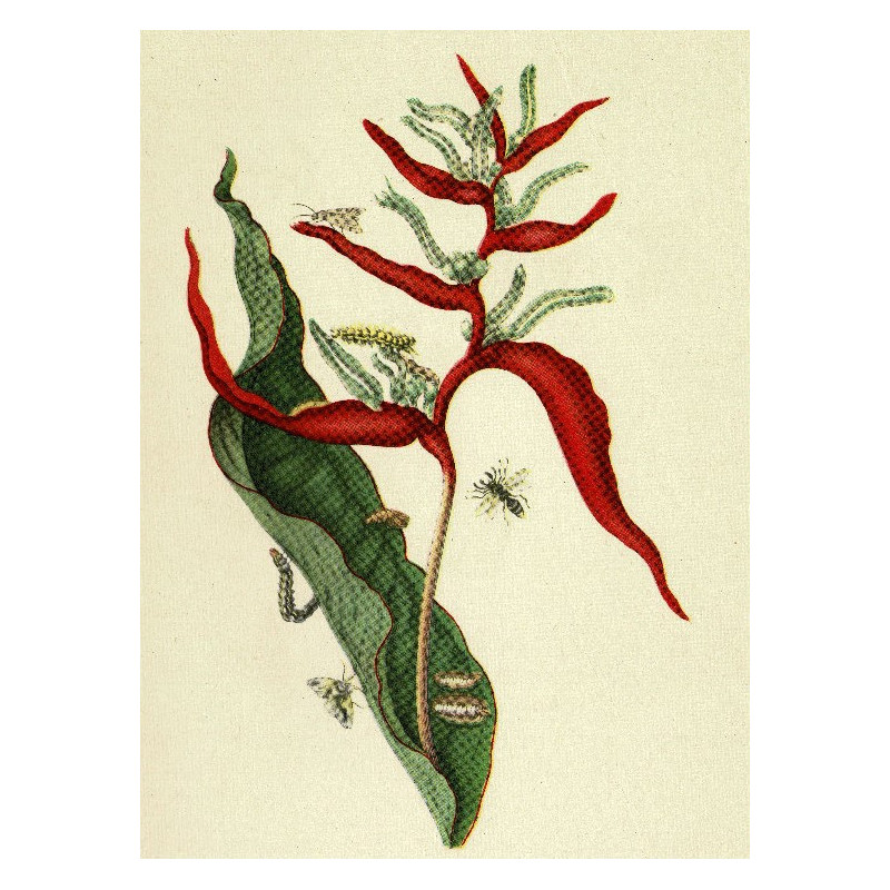 Muldershouse | Merian - 2