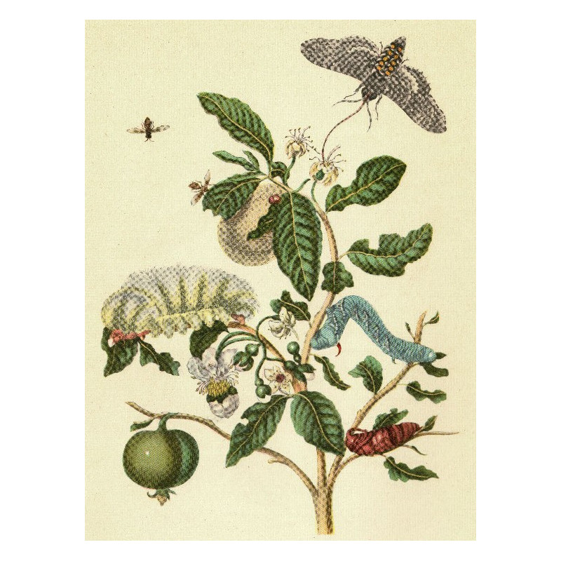 Muldershouse | Merian - 2