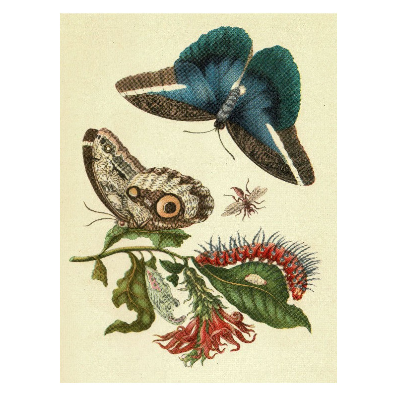 Muldershouse | Merian - 2