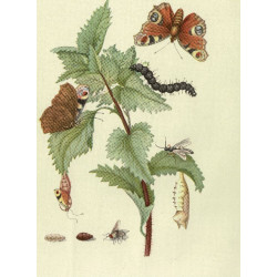 Muldershouse | Merian - 2