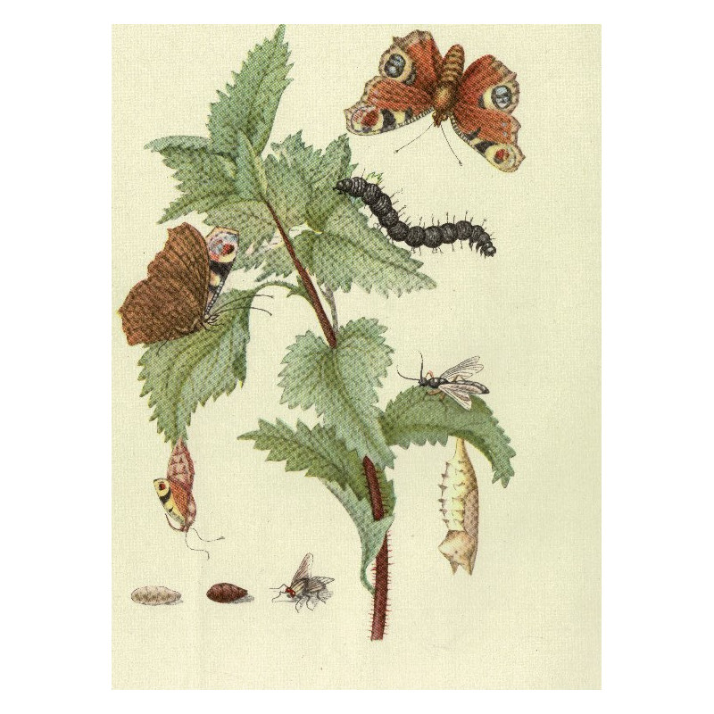 Muldershouse | Merian - 2